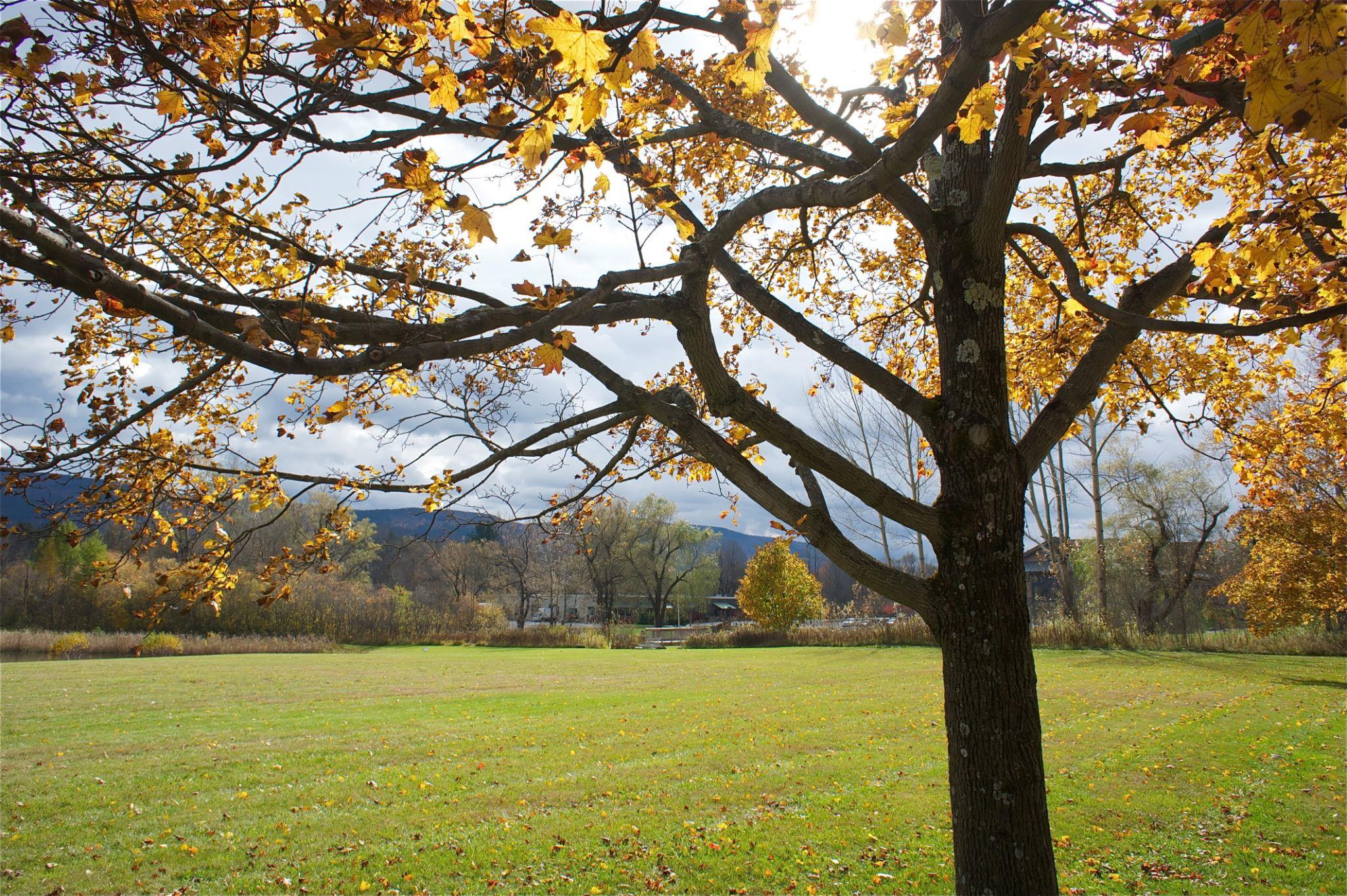 Manchester Center autumn tree and meadow